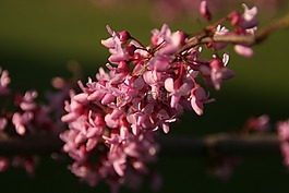 紅色,芽,花