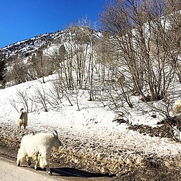 山羊,雪,樹