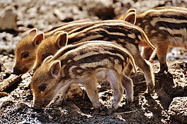 野豬,小豬,wildpark 地點(diǎn)
