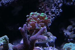 珊瑚,水下,海洋
