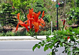 海角金银花,黄貉子,紫葳科
