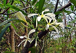 姜黃色百合花,素馨花,狹窄的雞蛋花的花瓣