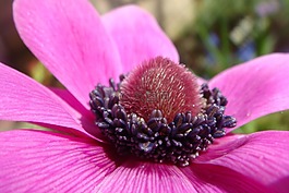 花園,春天,顏色