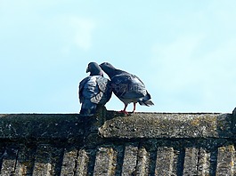 鴿子,天空,鳥