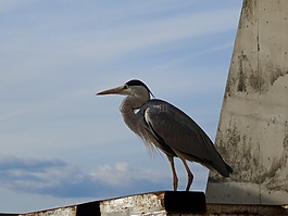 鳥,海洋,天空