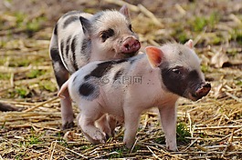 仔豬,wildpark 地點(diǎn),幼畜