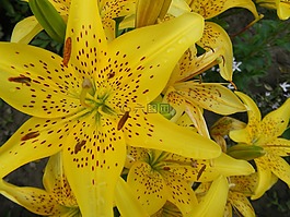 性質(zhì),鮮花,夏季