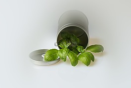 罗勒,芳香植物,调味品