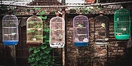 filmlook,鳥,釀酒