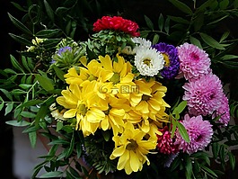 鮮花,顏色,黃色