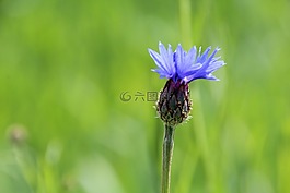 矢車菊,花,草地