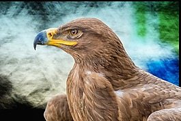 阿德勒,鳥,生物