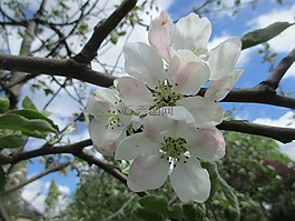 蘋果花,蘋果樹,園藝