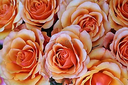 花,玫瑰,開花