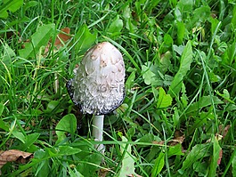 腿蘑,蘑菇,白