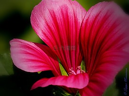 花,紅,廠