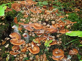 滑菇,蘑菇,性质