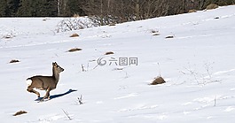 珊娜,山,逃脫