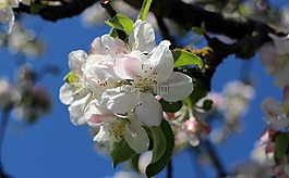 開花,蘋果花,春天的花朵