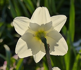 花,性質(zhì),光