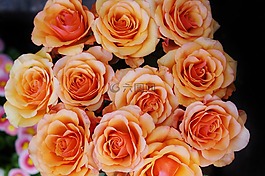 玫瑰,束玫瑰花,花束