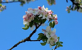 開花,蘋果花,春天的花朵