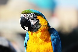 鸚鵡,鳥,顏色