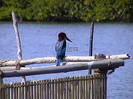 翠鳥,藍色,鳥