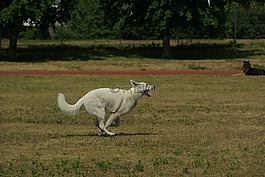 瑞士白牧羊犬,狗,动物