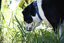 狗,動物,寵物