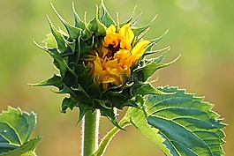 太陽花,芽,開花