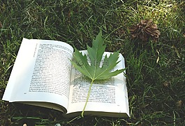 書,工作表,草