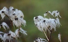性質(zhì),花,戶外活動(dòng)