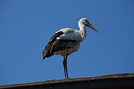 鸛,鳥,羽毛