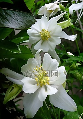 白色的花,春,植物