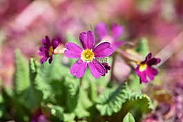 kissenprimel,紫,黃花九輪草