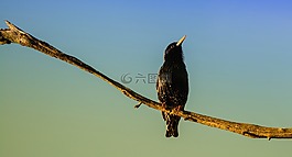 鳥,科,樹