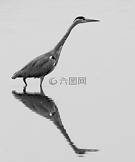 湖,蒼鷺,鏡像