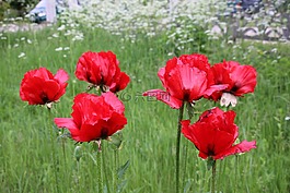 花卉,性質(zhì),夏季