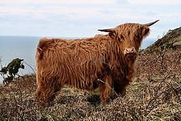 高原,牛,動物