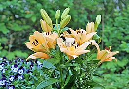 花,百合,開花