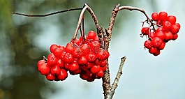 紅色,漿果,鳥