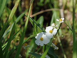 花,性質(zhì),夏季花卉