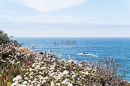 海,沿海,鮮花