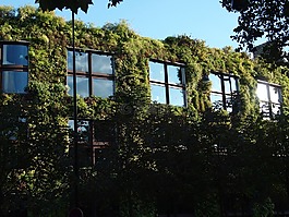 巴黎,植物墙,植物