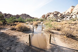 joshuatree,大自然,美國(guó)