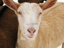 羊,動(dòng)物,羊毛