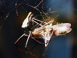 蜘蛛,arachne,動物
