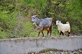 山羊,動物,農(nóng)場