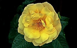 花,玫瑰,黄